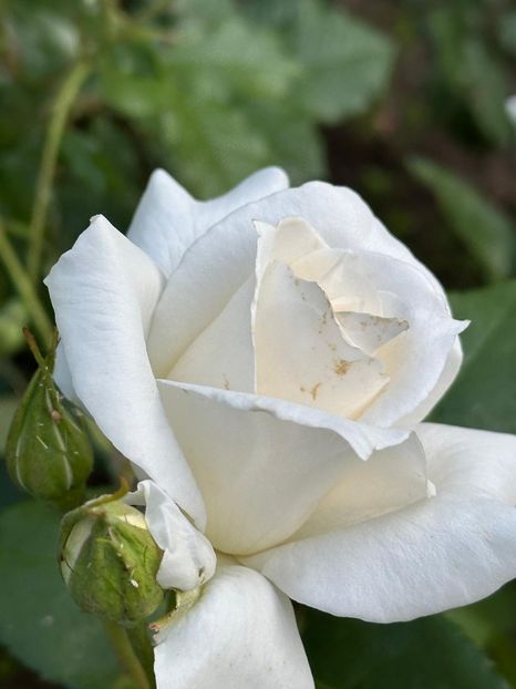 WhatsApp Image 2025-06-13 at 20.36.29_01026465 - 0 00 1 2025 13 06 Roman