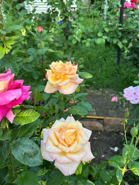 WhatsApp Image 2025-06-13 at 20.36.29_ba925bce - 0 00 1 2025 13 06 Roman