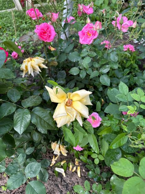 WhatsApp Image 2025-06-13 at 20.36.54_bcb903a2 - 0 00 1 2025 13 06 Roman