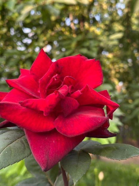 WhatsApp Image 2025-06-13 at 20.36.55_02a424bf - 0 00 1 2025 13 06 Roman