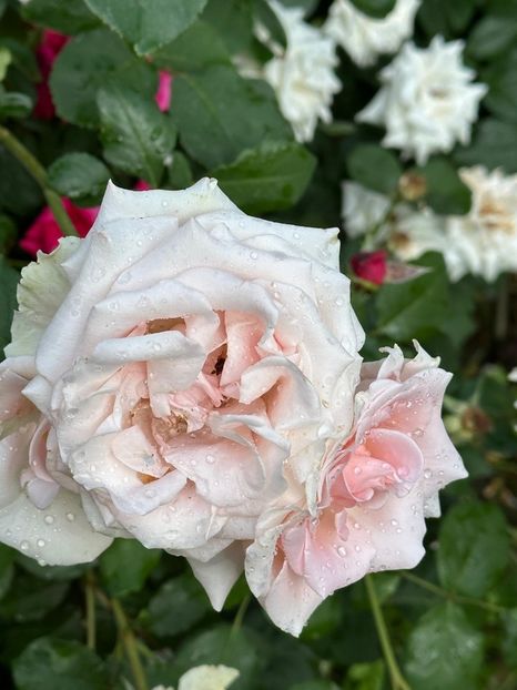 WhatsApp Image 2025-06-13 at 20.36.55_7b989814 - 0 00 1 2025 13 06 Roman