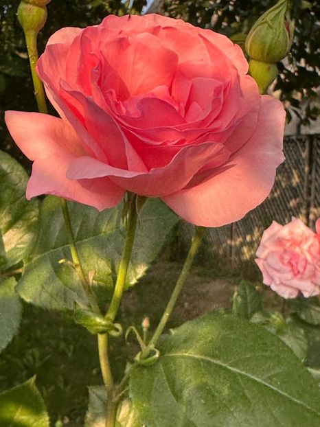 WhatsApp Image 2025-06-13 at 20.36.55_410d8358 - 0 00 1 2025 13 06 Roman