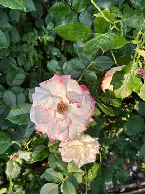 WhatsApp Image 2025-06-13 at 20.36.55_691a9a62 - 0 00 1 2025 13 06 Roman