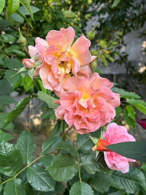 WhatsApp Image 2025-06-13 at 20.36.55_2328f92e - 0 00 1 2025 13 06 Roman