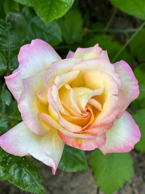 WhatsApp Image 2025-06-13 at 20.36.55_5093ef9c - 0 00 1 2025 13 06 Roman