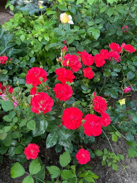 WhatsApp Image 2025-06-13 at 20.36.55_df9b71e6 - 0 00 1 2025 13 06 Roman