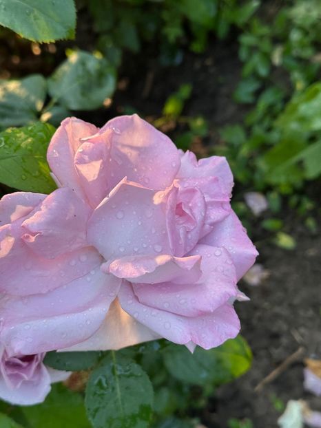 WhatsApp Image 2025-06-13 at 20.37.38_4ad5dbd9 - 0 00 1 2025 13 06 Roman