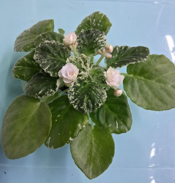  - Watermelon Snow