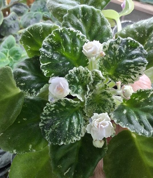  - Watermelon Snow