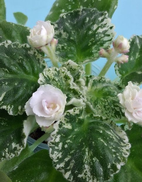  - Watermelon Snow