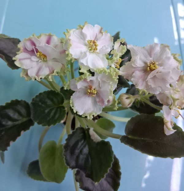  - KO - Orlovchanka 2