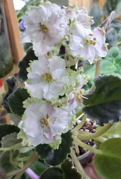  - KO - Orlovchanka 2