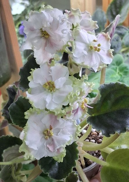  - KO - Orlovchanka 2