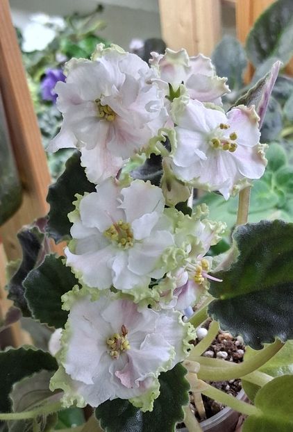  - KO - Orlovchanka 2