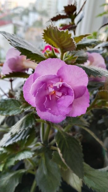  - 2025-LAVENDER ENGLISE ROSE