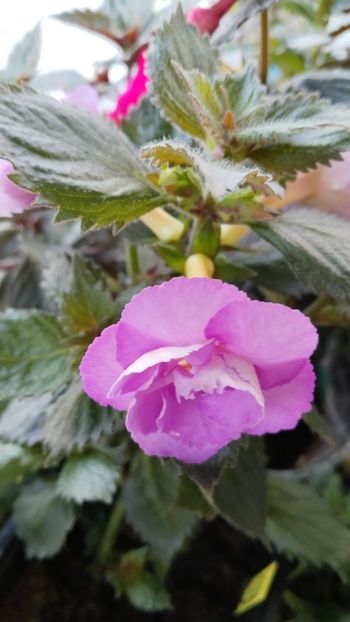  - 2025-LAVENDER ENGLISE ROSE