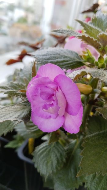  - 2025-LAVENDER ENGLISE ROSE
