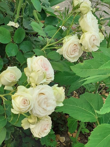  - Palais Royale 2022 - 2023-2024