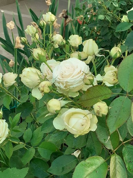  - Palais Royale 2022 - 2023-2024