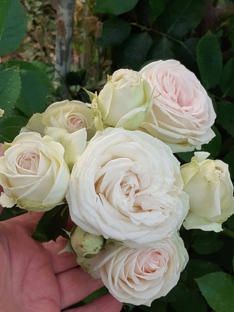  - Palais Royale 2022 - 2023-2024