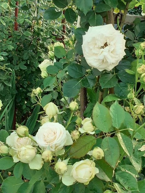  - Palais Royale 2022 - 2023-2024