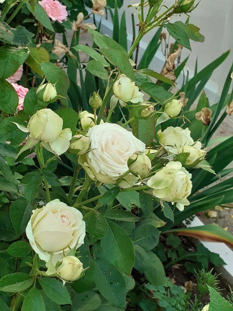  - Palais Royale 2022 - 2023-2024