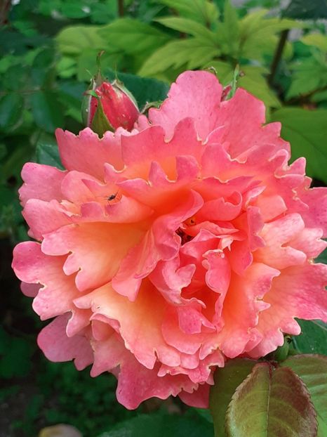  - Caffe - Easy Does It - Rapsody in Blue