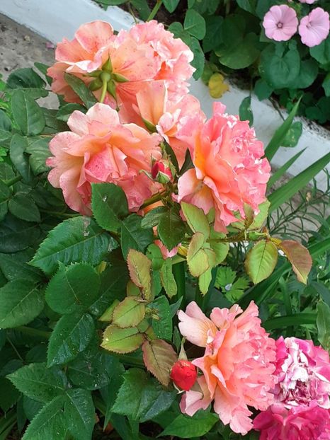  - Caffe - Easy Does It - Rapsody in Blue