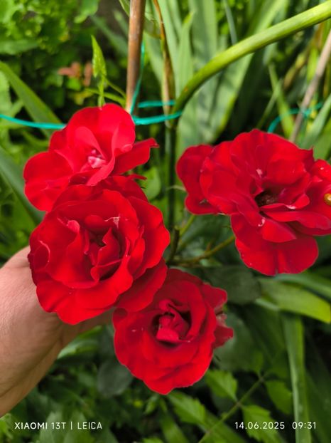  - Trandafiri 2025