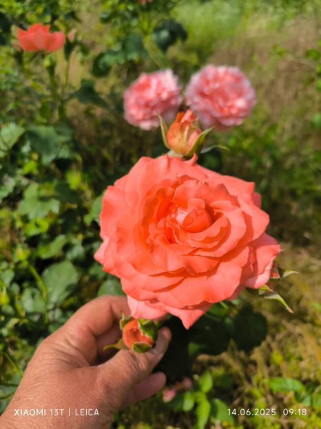  - Trandafiri 2025