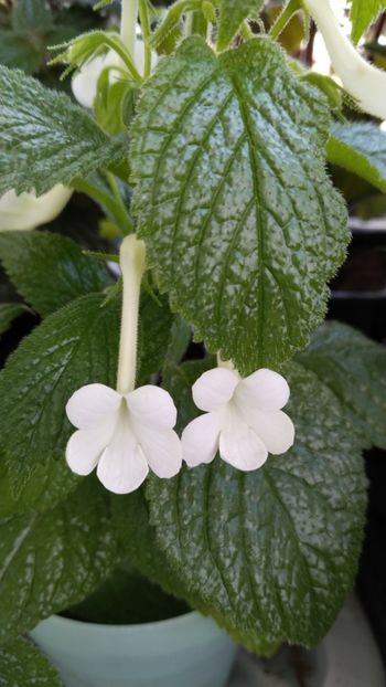  - 2025-GRANDIFLORA ALBA