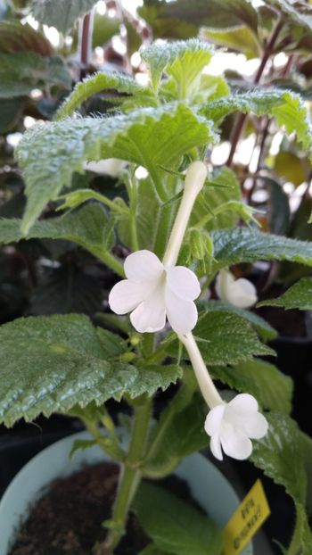  - 2025-GRANDIFLORA ALBA