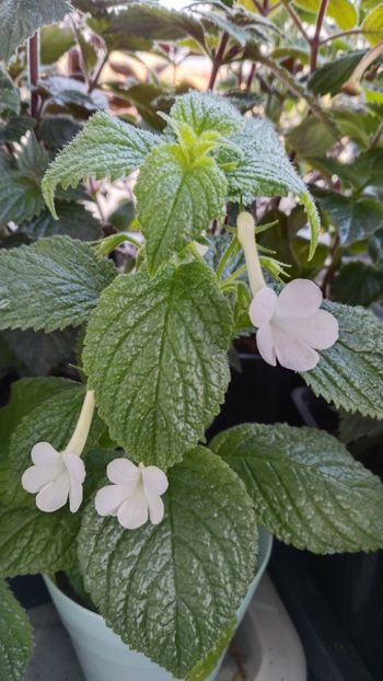  - 2025-GRANDIFLORA ALBA