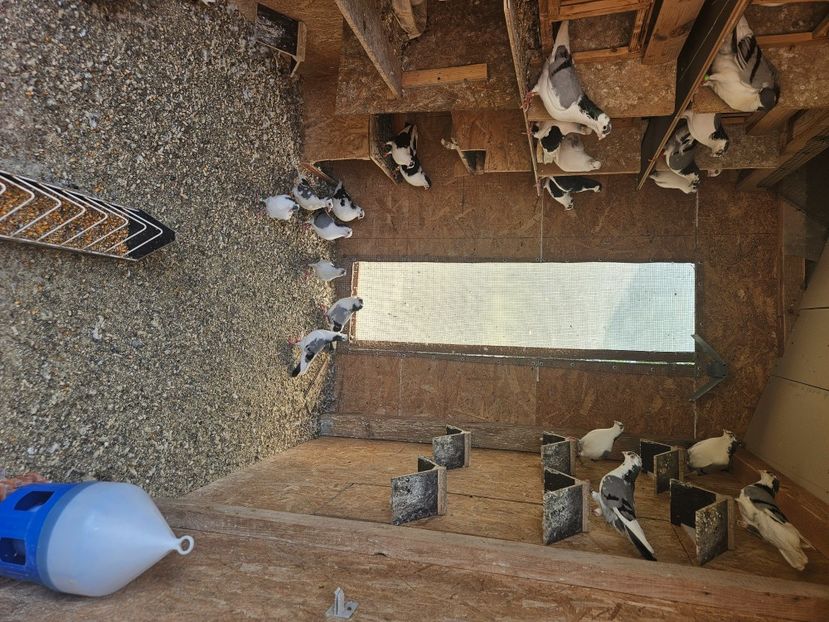  - 1966 Sorin Arbunea