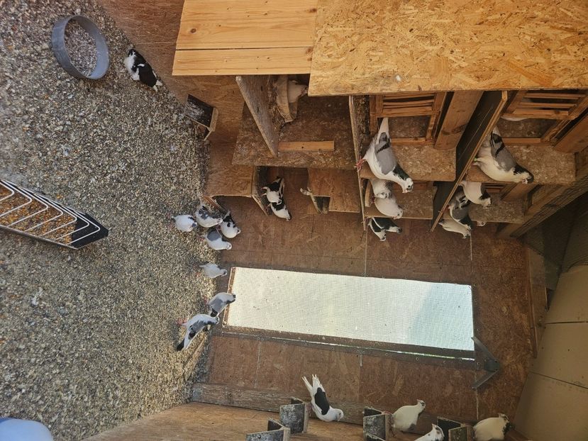  - 1966 Sorin Arbunea