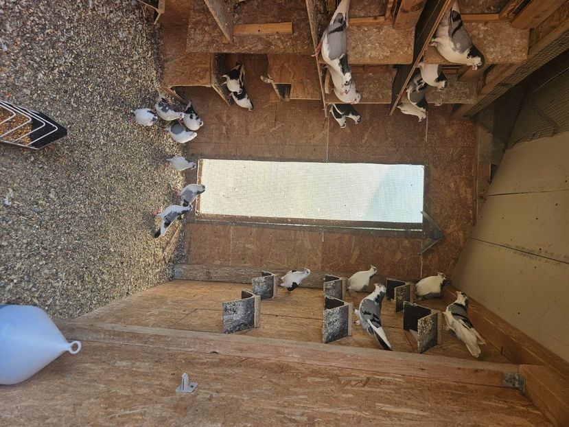  - 1966 Sorin Arbunea