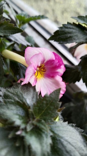  - 2025-Christmas Lollypop