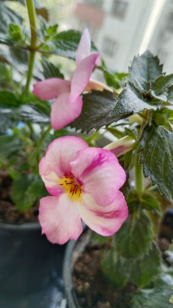  - 2025-Christmas Lollypop