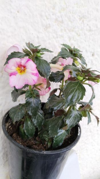  - 2025-Christmas Lollypop