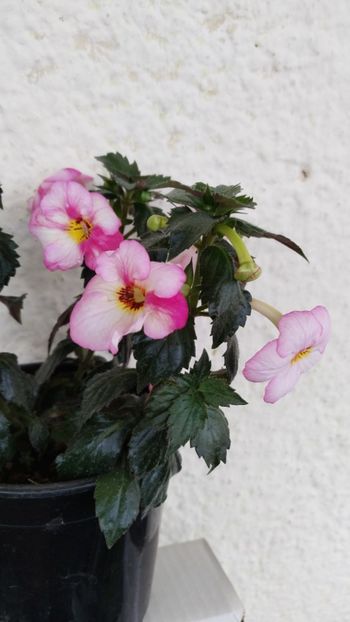  - 2025-Christmas Lollypop