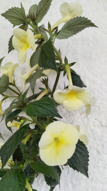  - 2025-Himalayan Sunrise