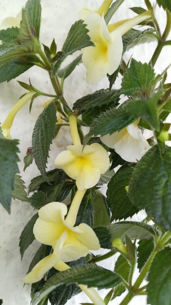  - 2025-Himalayan Sunrise