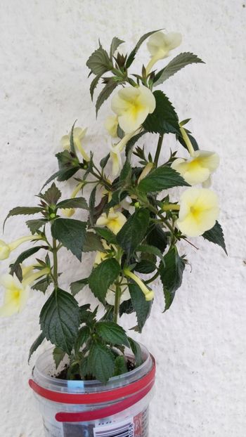  - 2025-Himalayan Sunrise