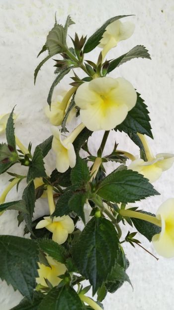  - 2025-Himalayan Sunrise