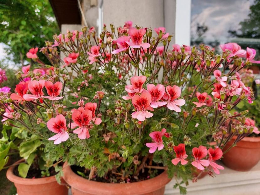 Angels Orange Eys - A-Muscate 2025