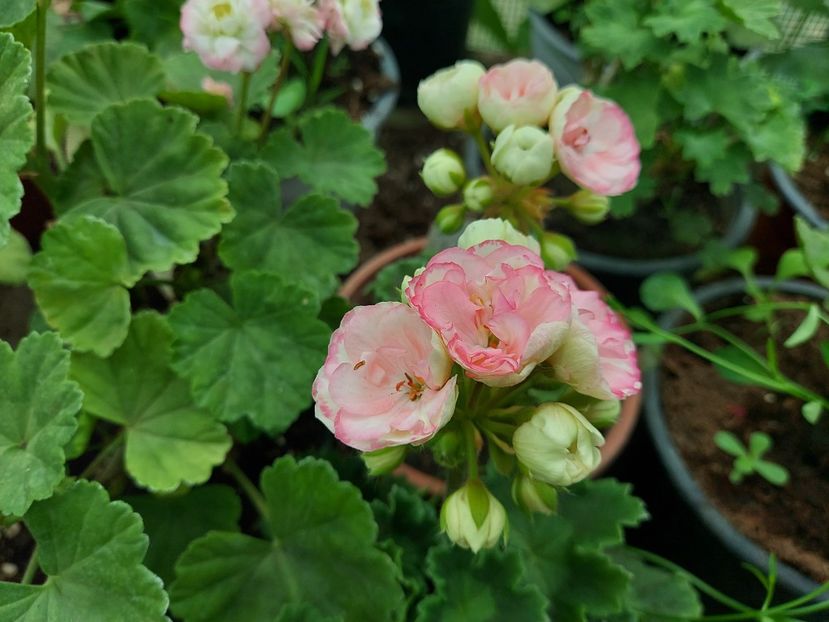 Astrid - A-Muscate 2025