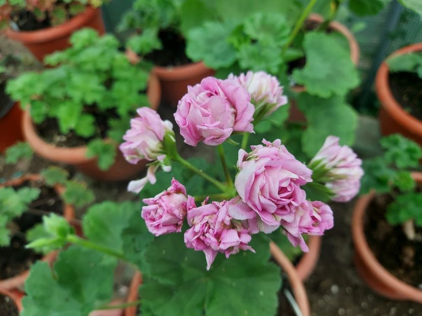 Merleson - A-Muscate 2025