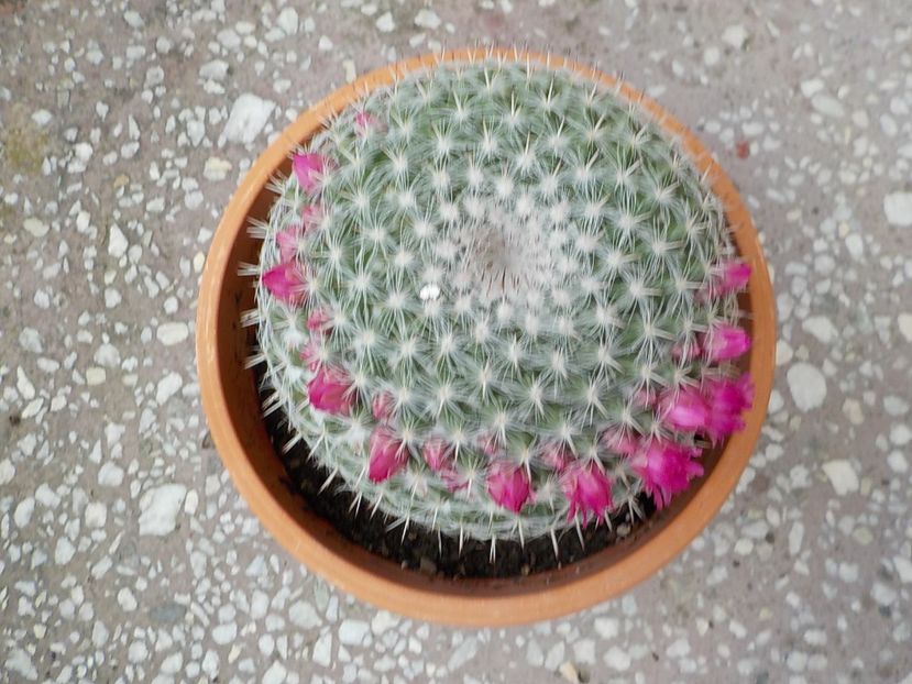  - mammillaria hahniana