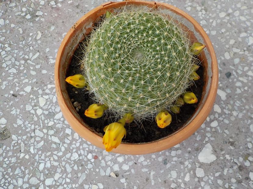  - rebutia fabrissi