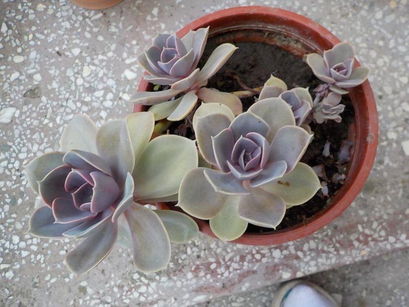  - echeveria perle von nurnberg